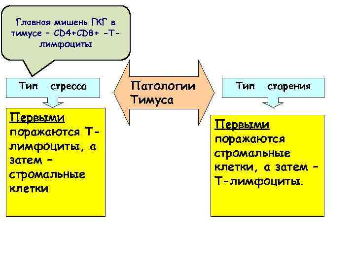 Главная мишень ГКГ в тимусе – СD 4+CD 8+ -Тлимфоциты Тип стресса Первыми поражаются