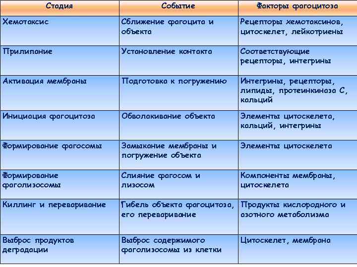 Стадия Событие Факторы фагоцитоза Хемотаксис Сближение фагоцита и объекта Рецепторы хемотаксинов, цитоскелет, лейкотриены Прилипание