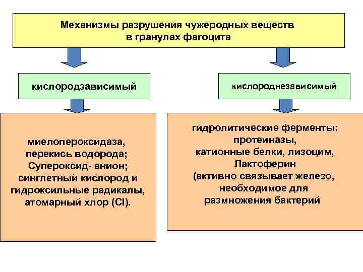 Механизмы разрушения чужеродных веществ в гранулах фагоцита кислородзависимый миелопероксидаза, перекись водорода; Супероксид- анион; синглетный