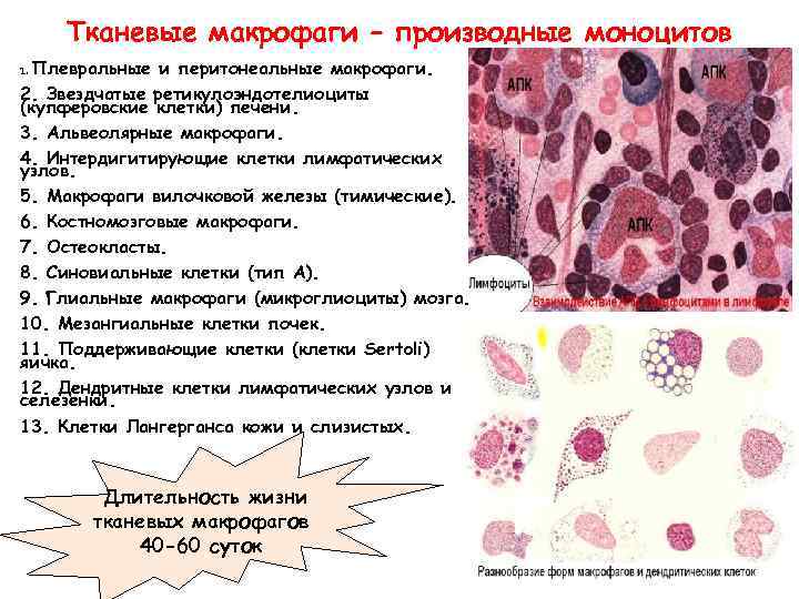 Тканевые макрофаги – производные моноцитов Плевральные и перитонеальные макрофаги. 2. Звездчатые ретикулоэндотелиоциты (купферовские клетки)
