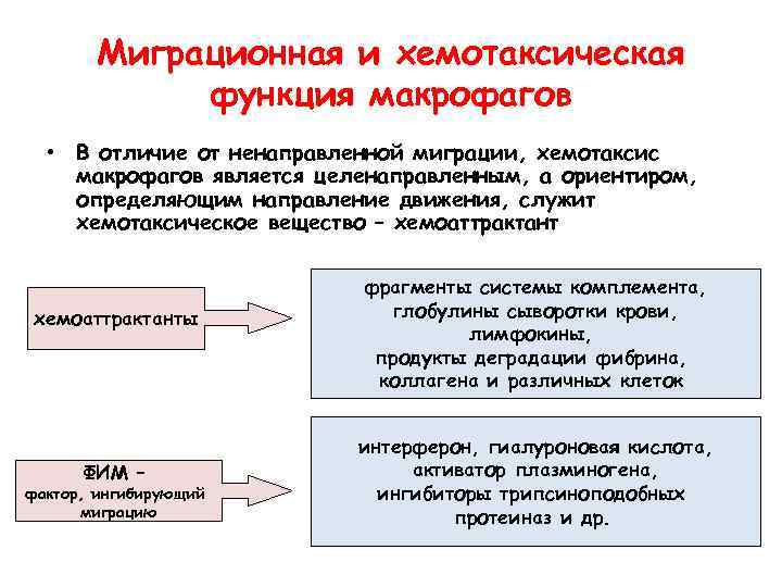 Миграционная и хемотаксическая функция макрофагов • В отличие от ненаправленной миграции, хемотаксис макрофагов является