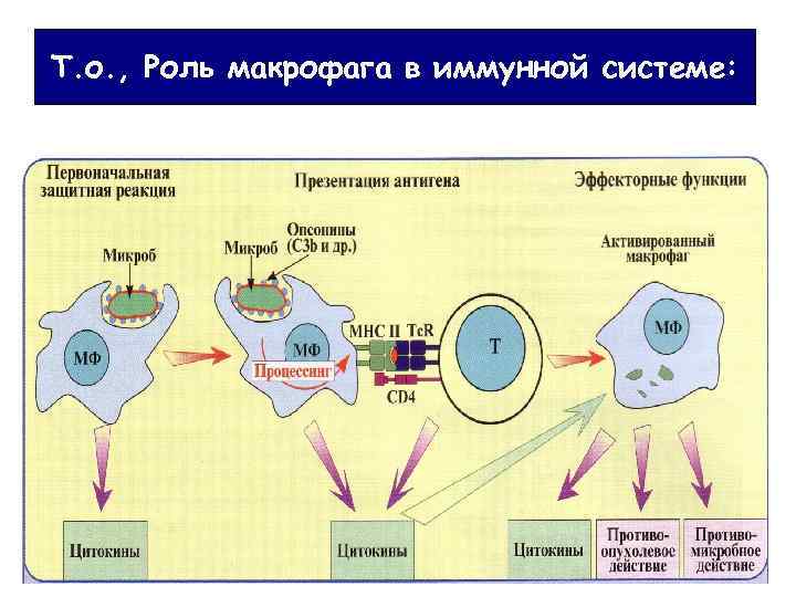 Т. о. , Роль макрофага в иммунной системе: 