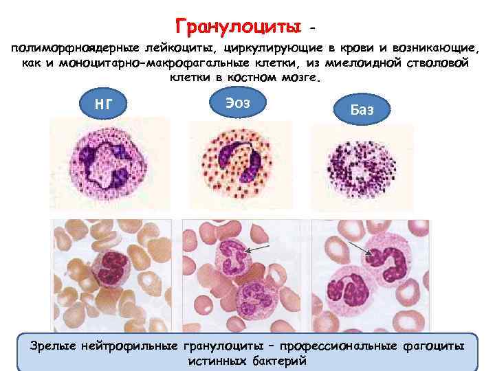 Гранулоциты – полиморфноядерные лейкоциты, циркулирующие в крови и возникающие, как и моноцитарно-макрофагальные клетки, из