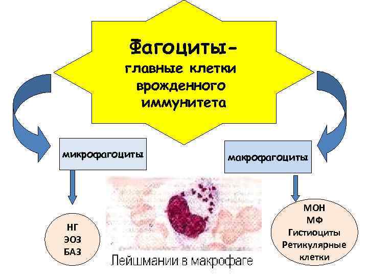 Фагоциты- главные клетки врожденного иммунитета микрофагоциты НГ ЭОЗ БАЗ макрофагоциты МОН МФ Гистиоциты Ретикулярные