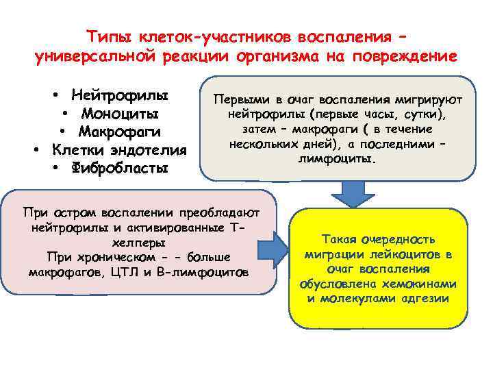 Типы клеток-участников воспаления – универсальной реакции организма на повреждение • Нейтрофилы • Моноциты •