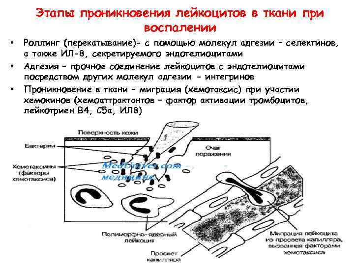 Этапы проникновения лейкоцитов в ткани при воспалении • • • Роллинг (перекатывание)- с помощью