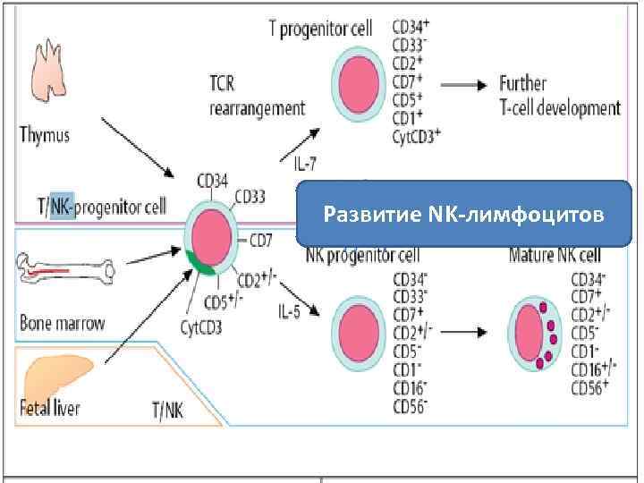 Развитие NK-лимфоцитов 