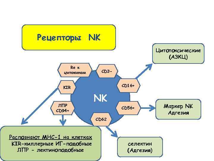 Рецепторы NK Цитотоксические (АЗКЦ) Re к цитокинам CD 3 CD 16+ KIR ЛПР CD