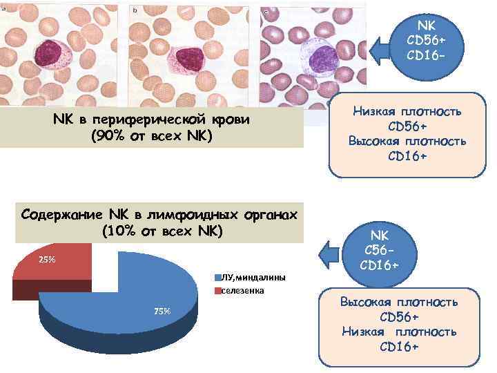 NK CD 56+ CD 16 - NK в периферической крови (90% от всех NK)