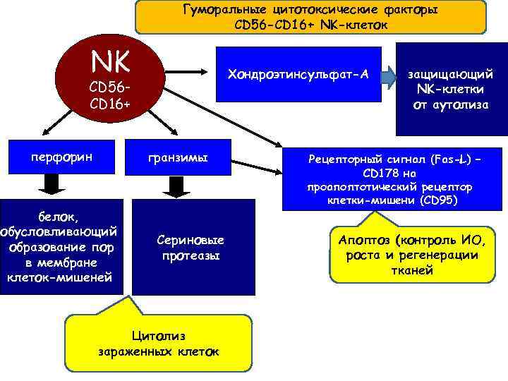 Гуморальные цитотоксические факторы CD 56 -CD 16+ NK-клеток NK Хондроэтинсульфат-А CD 56 CD 16+