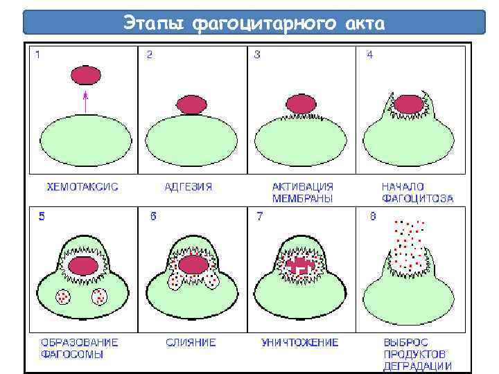 Этапы фагоцитарного акта 