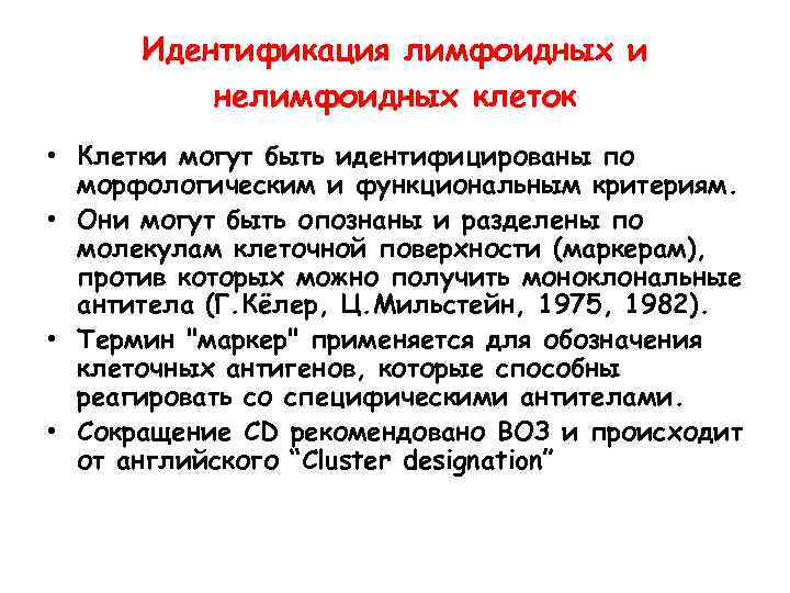 Идентификация лимфоидных и нелимфоидных клеток • Клетки могут быть идентифицированы по морфологическим и функциональным