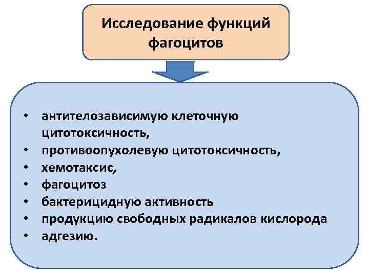 Исследование функций фагоцитов • антителозависимую клеточную цитотоксичность, • противоопухолевую цитотоксичность, • хемотаксис, • фагоцитоз