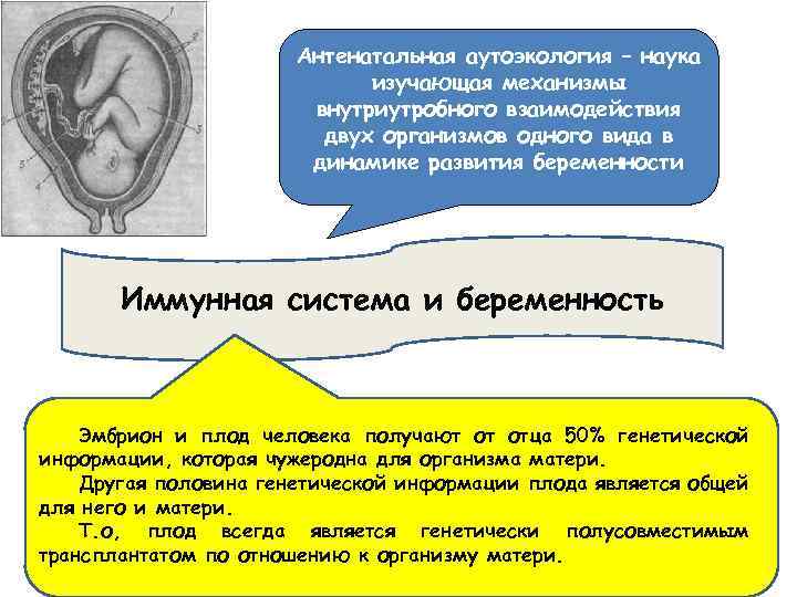 Антенатальная аутоэкология – наука изучающая механизмы внутриутробного взаимодействия двух организмов одного вида в динамике