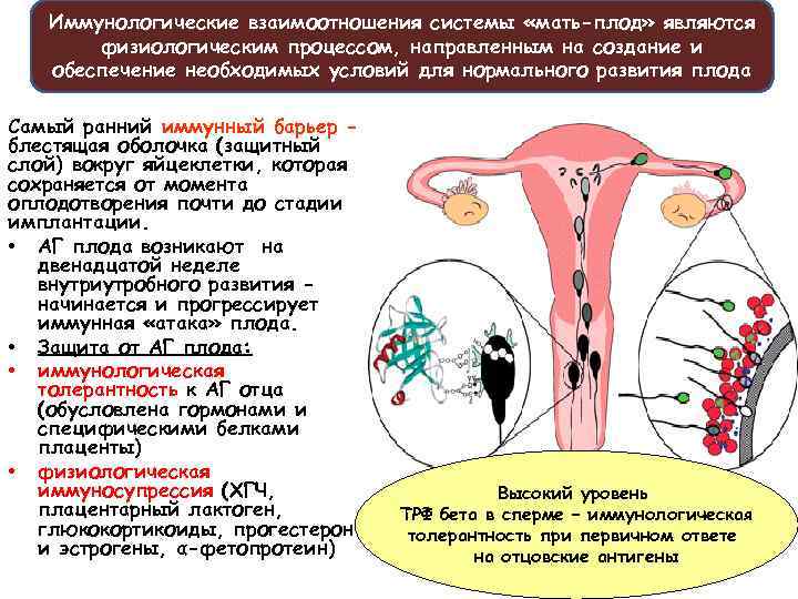 Иммунологические взаимоотношения системы «мать-плод» являются физиологическим процессом, направленным на создание и обеспечение необходимых условий
