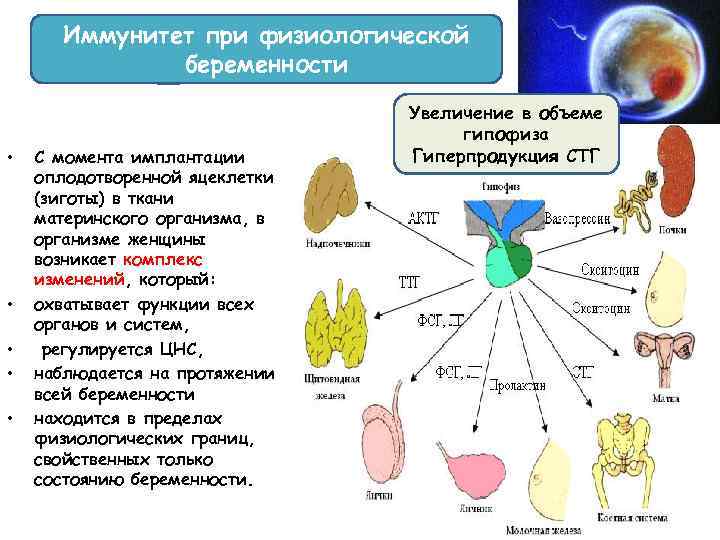 Карта первичного иммунного статуса человека