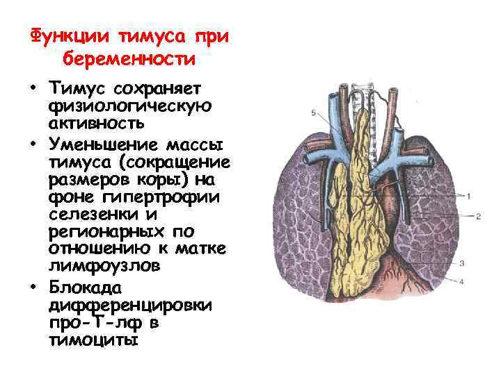 Функции тимуса при беременности • Тимус сохраняет физиологическую активность • Уменьшение массы тимуса (сокращение