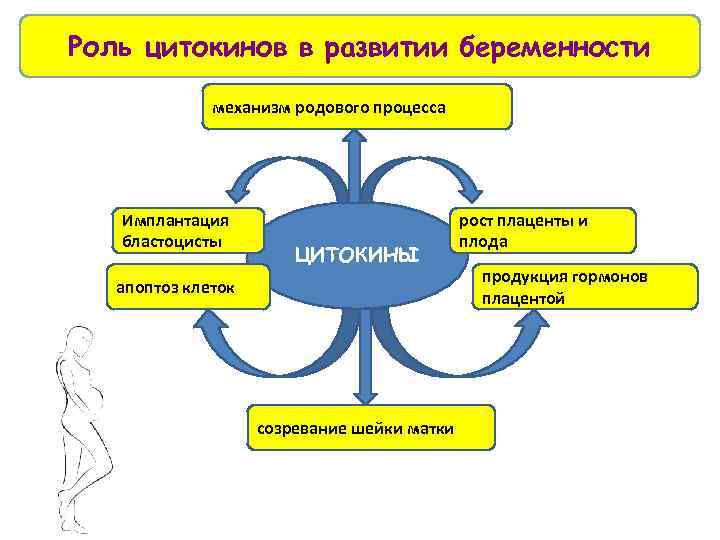 Роль цитокинов в развитии беременности механизм родового процесса Имплантация бластоцисты ЦИТОКИНЫ апоптоз клеток созревание