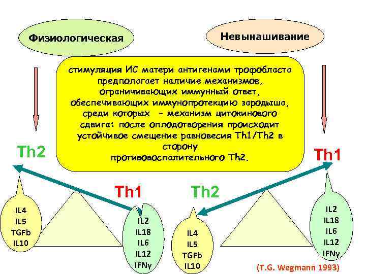Невынашивание Физиологическая Th 2 стимуляция ИС матери антигенами трофобласта предполагает наличие механизмов, ограничивающих иммунный