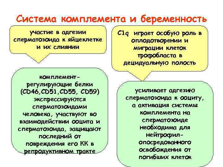 Система комплемента картинки