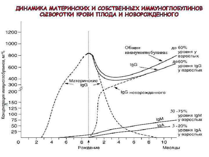 ДИНАМИКА МАТЕРИНСКИХ И СОБСТВЕННЫХ ИММУНОГЛОБУЛИНОВ СЫВОРОТКИ КРОВИ ПЛОДА И НОВОРОЖДЕННОГО Рис 