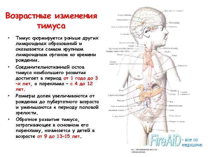 Возрастные изменения тимуса • • Тимус формируется раньше других лимфоидных образований и оказывается самым