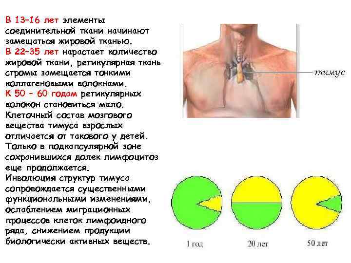 В 13– 16 лет элементы соединительной ткани начинают замещаться жировой тканью. В 22– 35