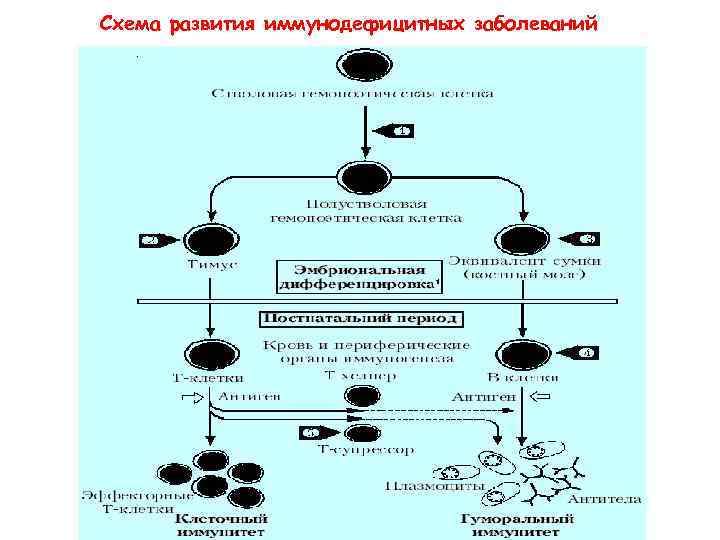 Схема развития иммунодефицитных заболеваний 