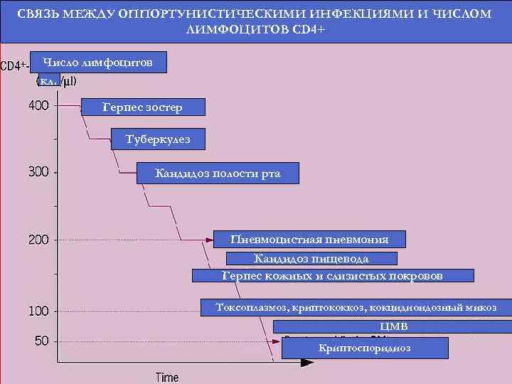 СВЯЗЬ МЕЖДУ ОППОРТУНИСТИЧЕСКИМИ ИНФЕКЦИЯМИ И ЧИСЛОМ ЛИМФОЦИТОВ CD 4+ Число лимфоцитов кл. Герпес зостер
