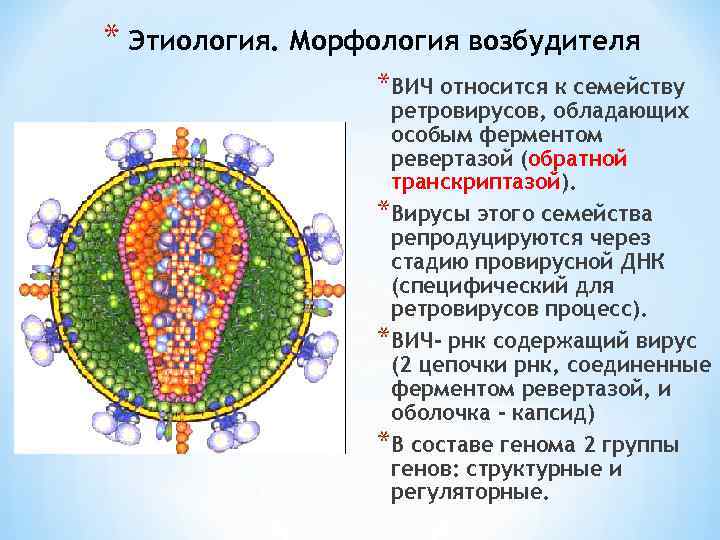 * Этиология. Морфология возбудителя *ВИЧ относится к семейству ретровирусов, обладающих особым ферментом ревертазой (обратной