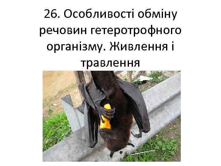 26. Особливості обміну речовин гетеротрофного організму. Живлення і травлення 