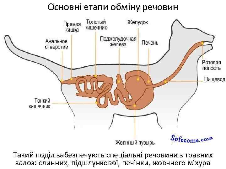 Основні етапи обміну речовин Такий поділ забезпечують спеціальні речовини з травних залоз: слинних, підшлункової,
