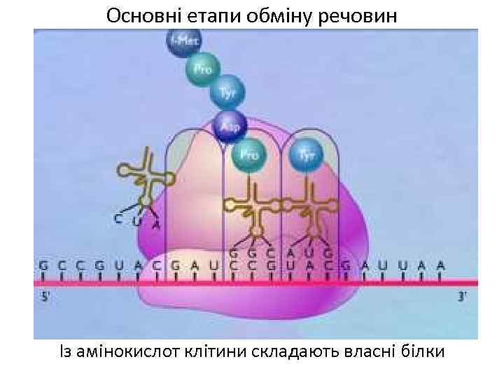 Основні етапи обміну речовин Із амінокислот клітини складають власні білки 