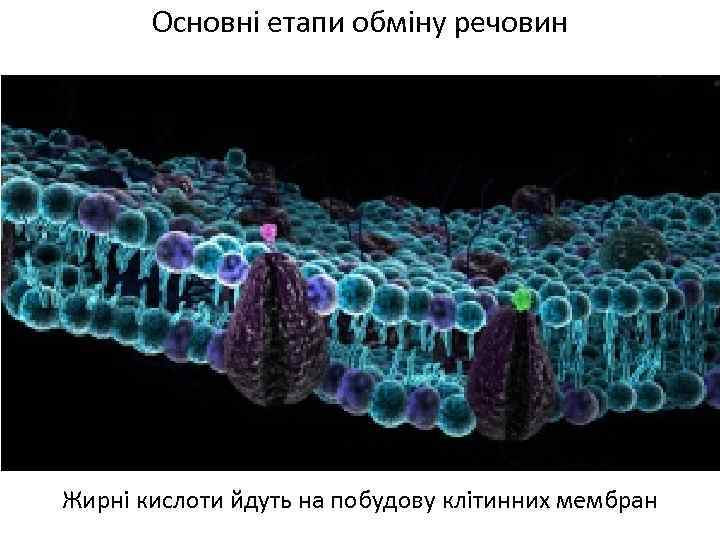 Основні етапи обміну речовин Жирні кислоти йдуть на побудову клітинних мембран 