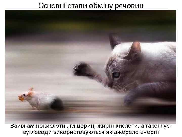 Основні етапи обміну речовин Зайві амінокислоти , гліцерин, жирні кислоти, а також усі вуглеводи