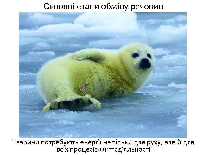 Основні етапи обміну речовин Тварини потребують енергії не тільки для руху, але й для