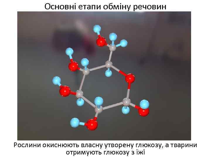 Основні етапи обміну речовин Рослини окиснюють власну утворену глюкозу, а тварини отримують глюкозу з
