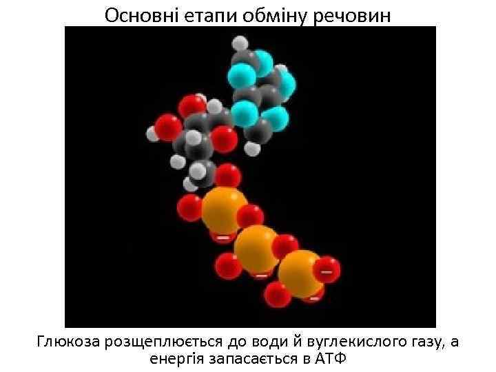 Основні етапи обміну речовин Глюкоза розщеплюється до води й вуглекислого газу, а енергія запасається