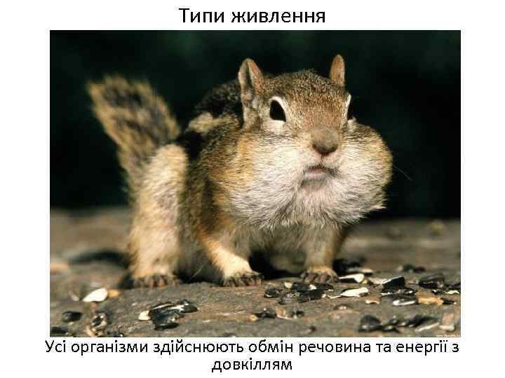 Типи живлення Усі організми здійснюють обмін речовина та енергії з довкіллям 