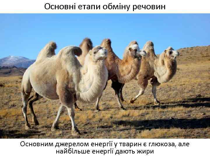 Основні етапи обміну речовин Основним джерелом енергії у тварин є глюкоза, але найбільше енергії