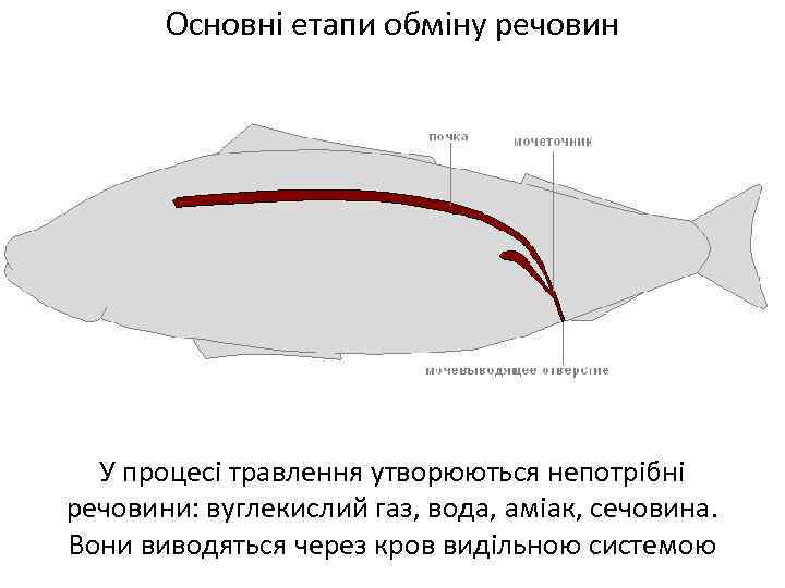 Основні етапи обміну речовин У процесі травлення утворюються непотрібні речовини: вуглекислий газ, вода, аміак,