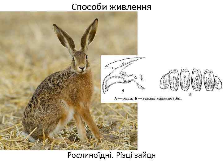 Способи живлення Рослиноїдні. Різці зайця 
