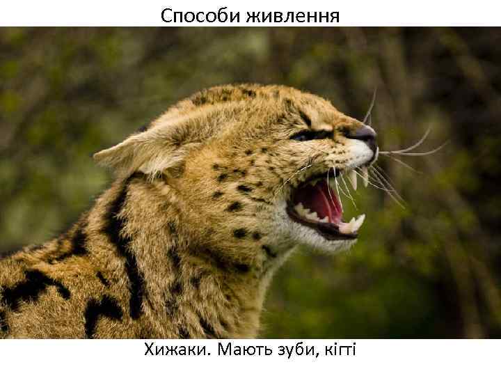 Способи живлення Хижаки. Мають зуби, кігті 