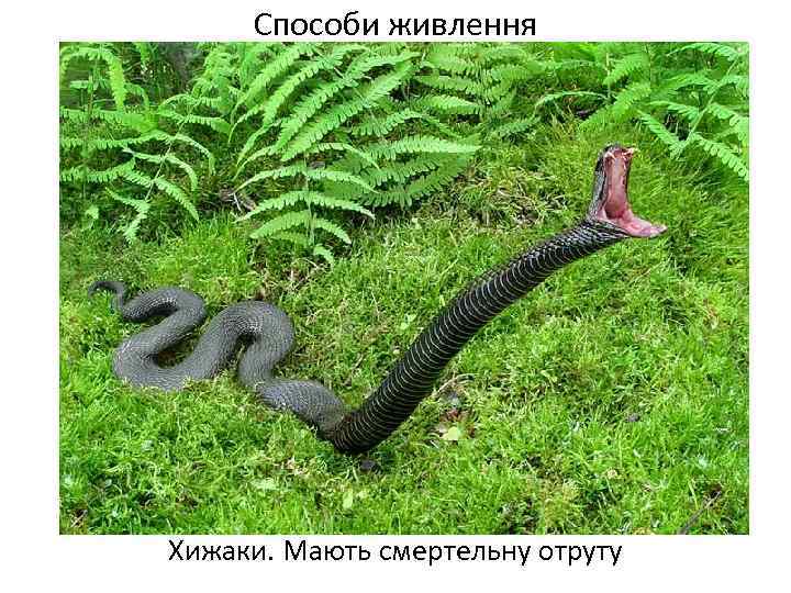 Способи живлення Хижаки. Мають смертельну отруту 