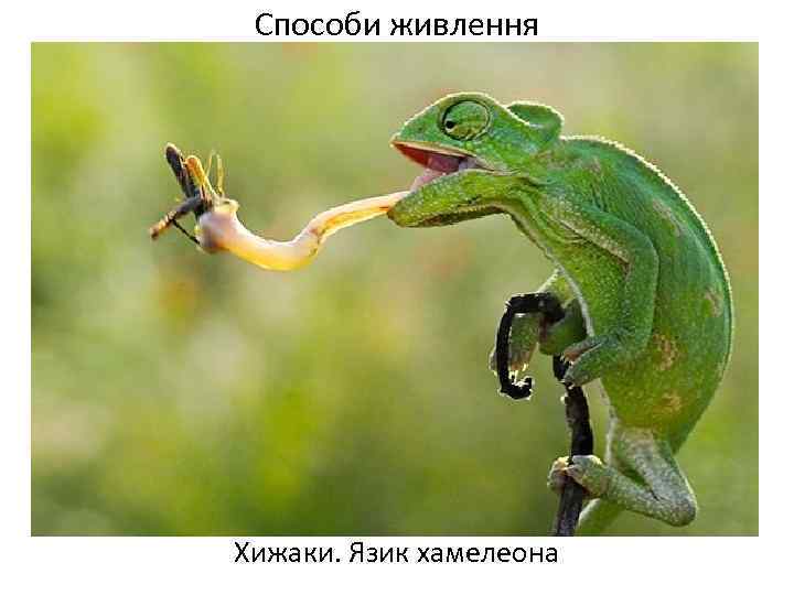 Способи живлення Хижаки. Язик хамелеона 