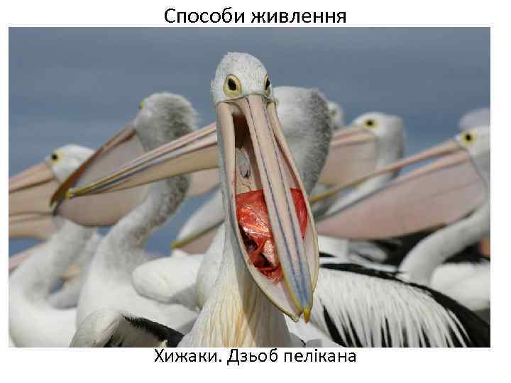 Способи живлення Хижаки. Дзьоб пелікана 