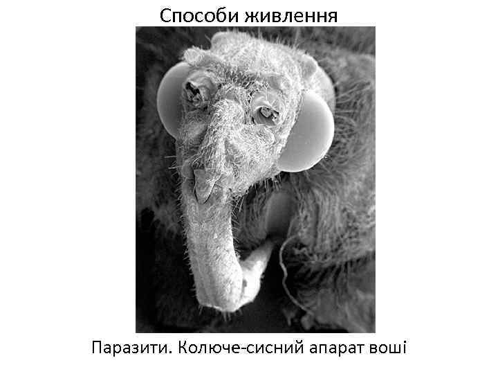 Способи живлення Паразити. Колюче-сисний апарат воші 