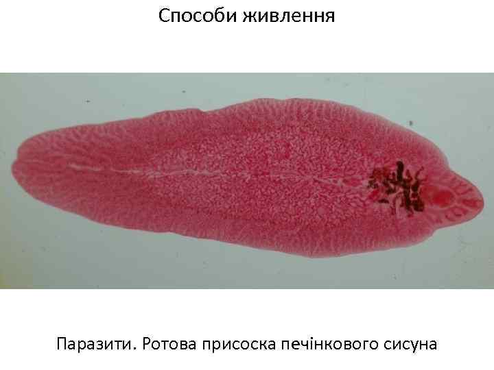 Способи живлення Паразити. Ротова присоска печінкового сисуна 