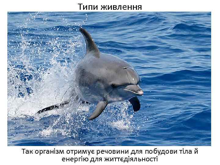 Типи живлення Так організм отримує речовини для побудови тіла й енергію для життєдіяльності 
