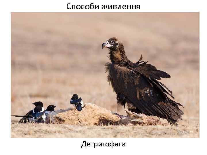 Способи живлення Детритофаги 